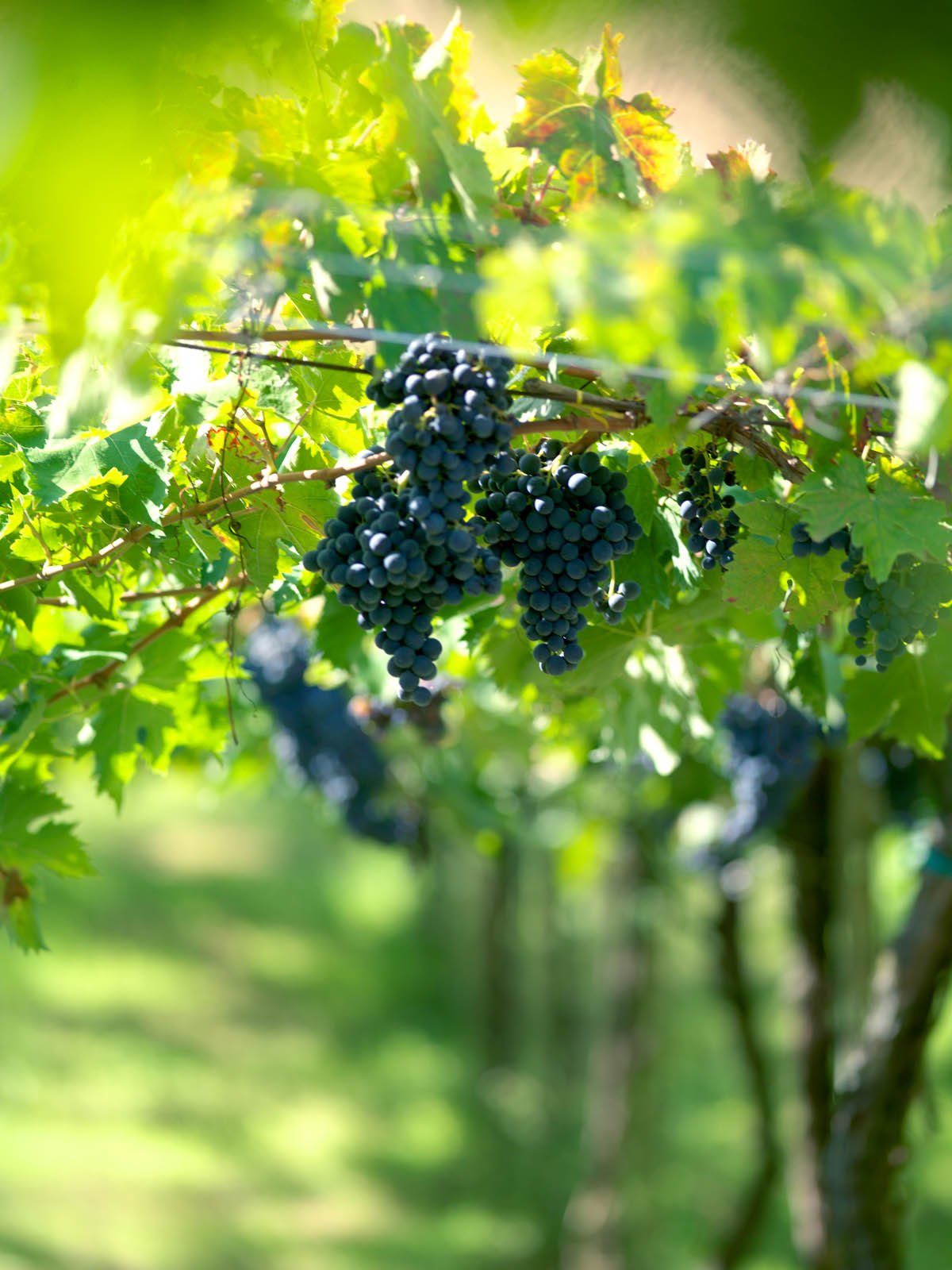 Fattoria La Valentina winery image 5
