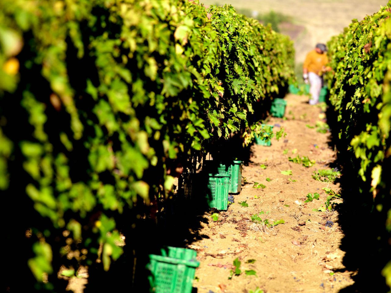 Fattoria La Valentina winery image 4