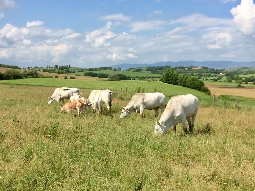 Chianina cattle grazing on the Amerighi farm near Cortona