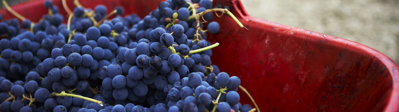 Bunches of dark grapes piled in a red harvest crate at Araldica