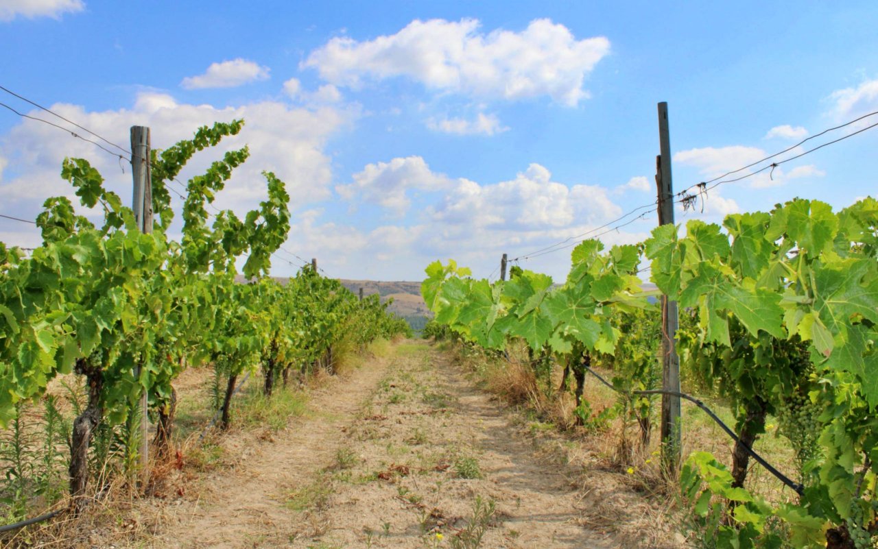 Vineyard walk in the Special Protection Area at Vigne Mastrodomenico