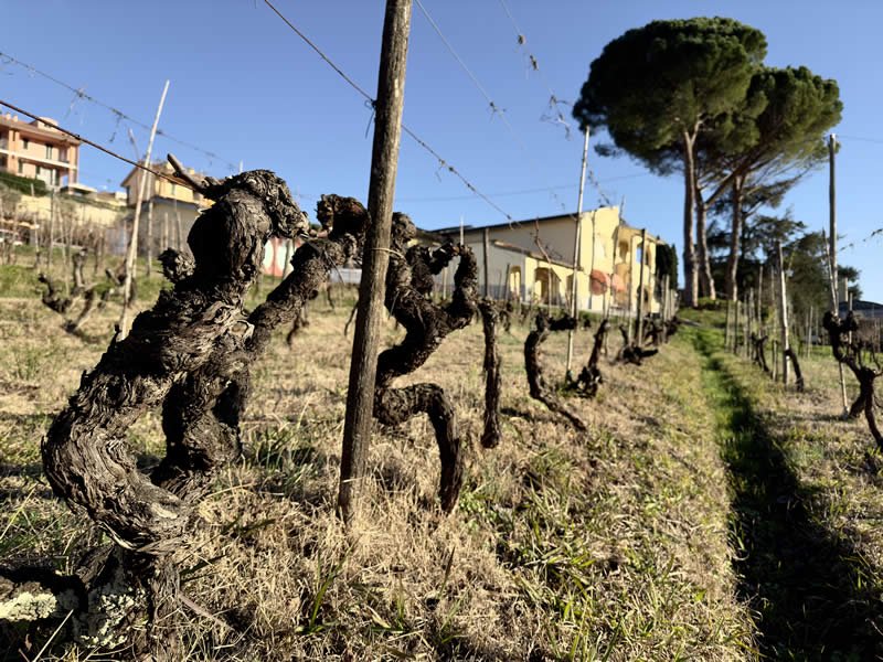 Old vines in winter at Pasqualetti Viticoltori, with a pine tree and the houses of Peccioli behind