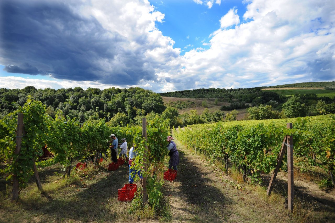 Pickers filling red crates with grapes between the vine rows at Decugnano dei Barbi