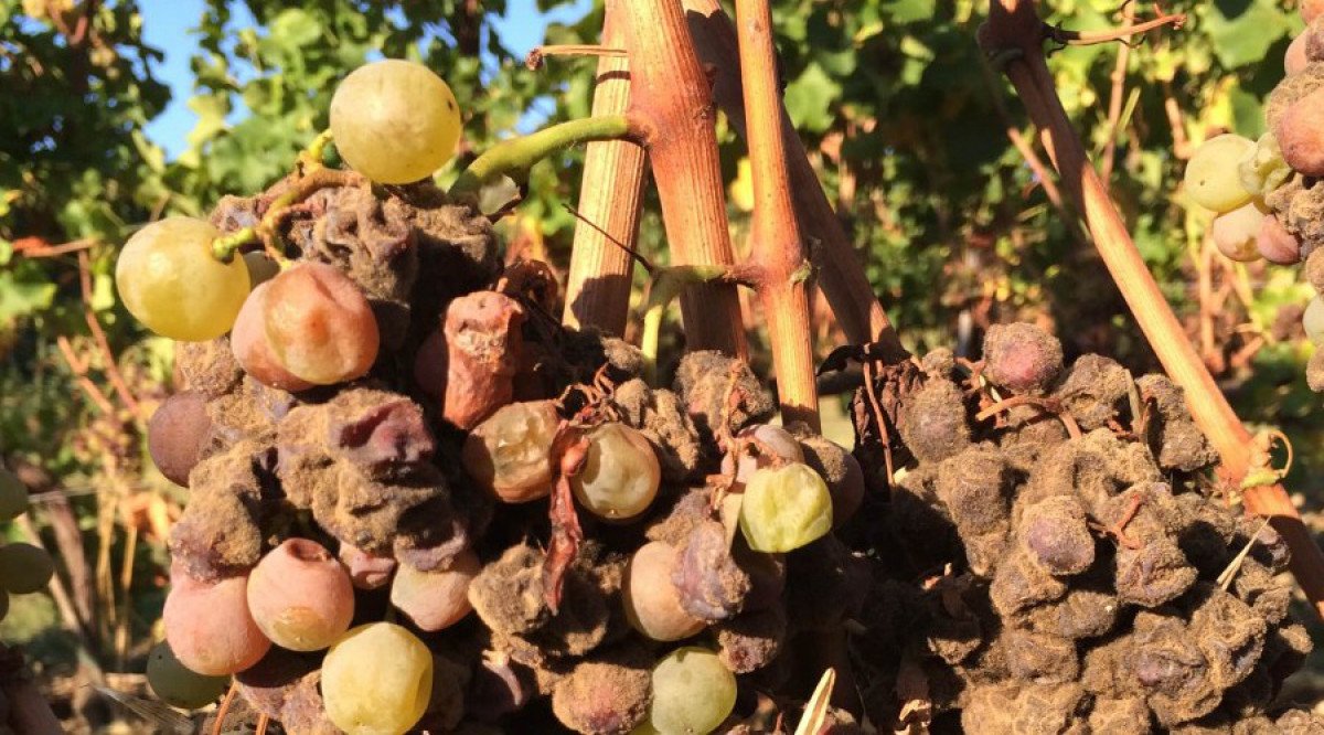 Grape bunches shrivelled by noble rot, with a few plump green berries, in a Decugnano dei Barbi vineyard