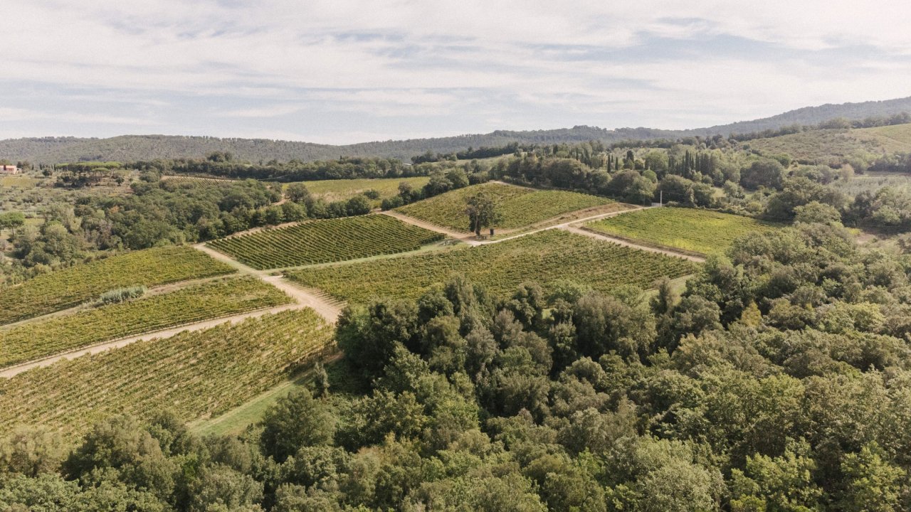 Grattamacco winery image 3