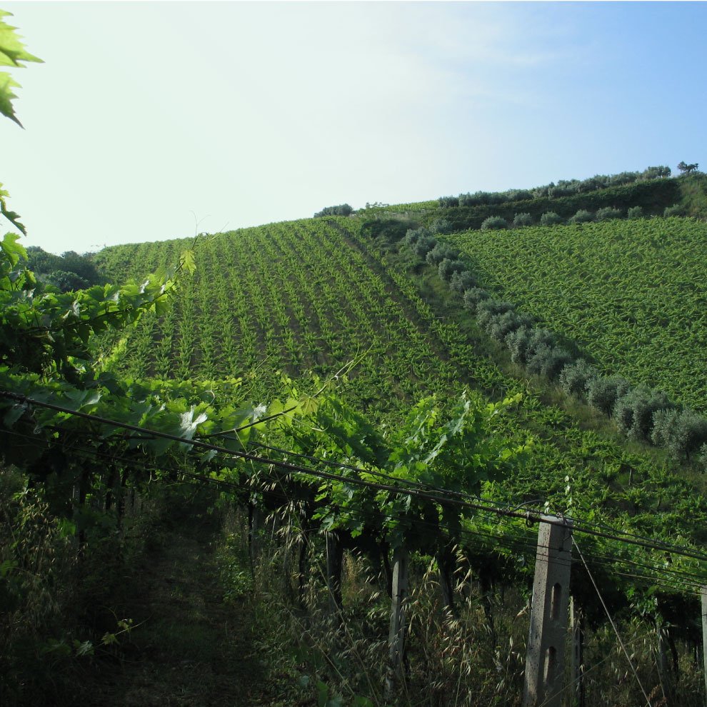 Torre dei Beati winery image 4