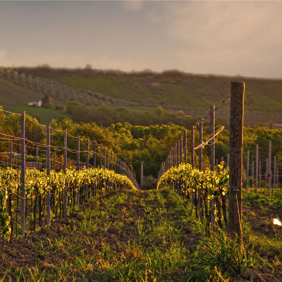 Torre dei Beati winery image 3