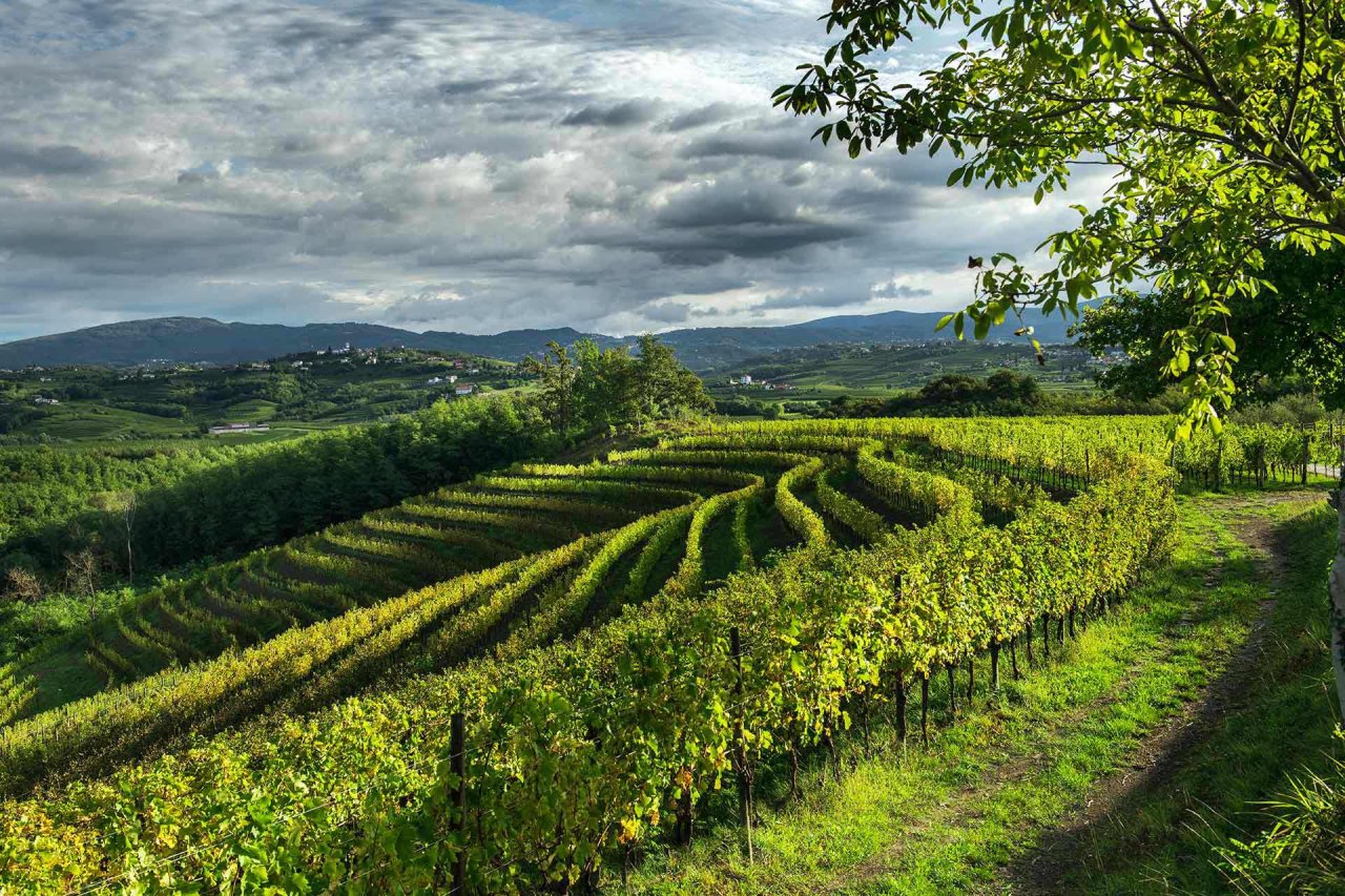 Armonie del Collio Tasting at Azienda Agricola Russiz Superiore