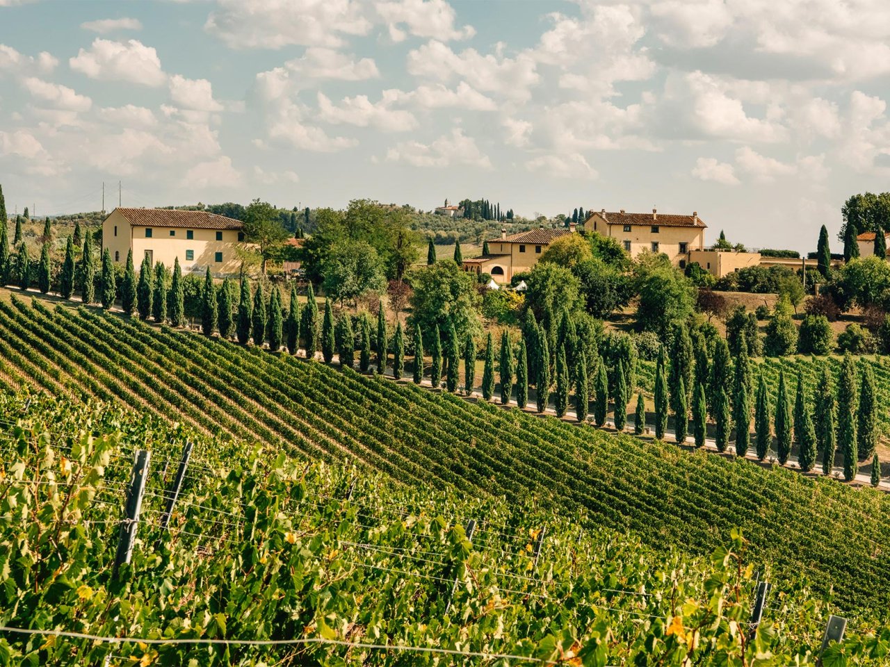 Cantine Leonardo da Vinci winery image 1