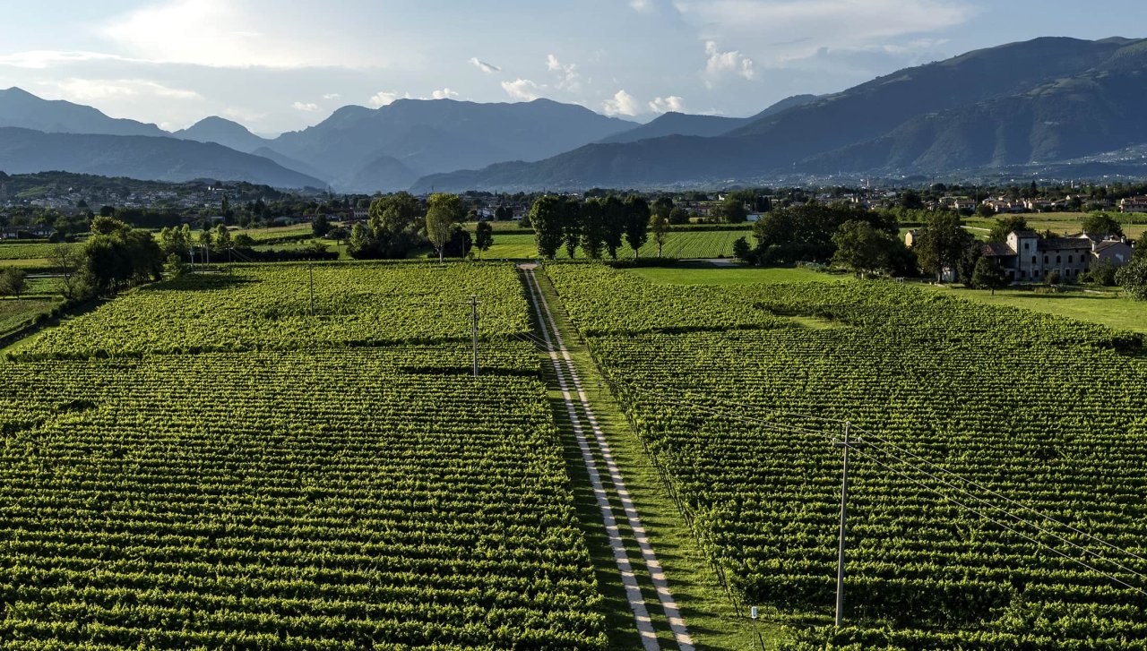 Rows of vines at a La Gioiosa estate with the Alps on the horizon