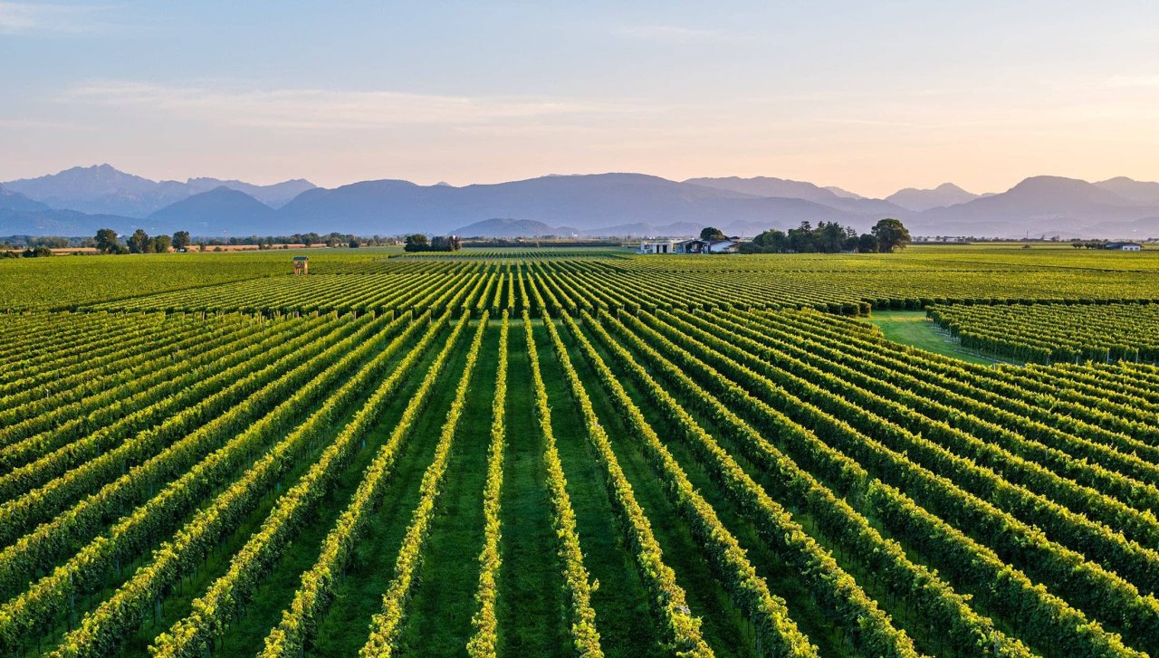 La Gioiosa vineyards at sunset with the Prosecco hills beyond