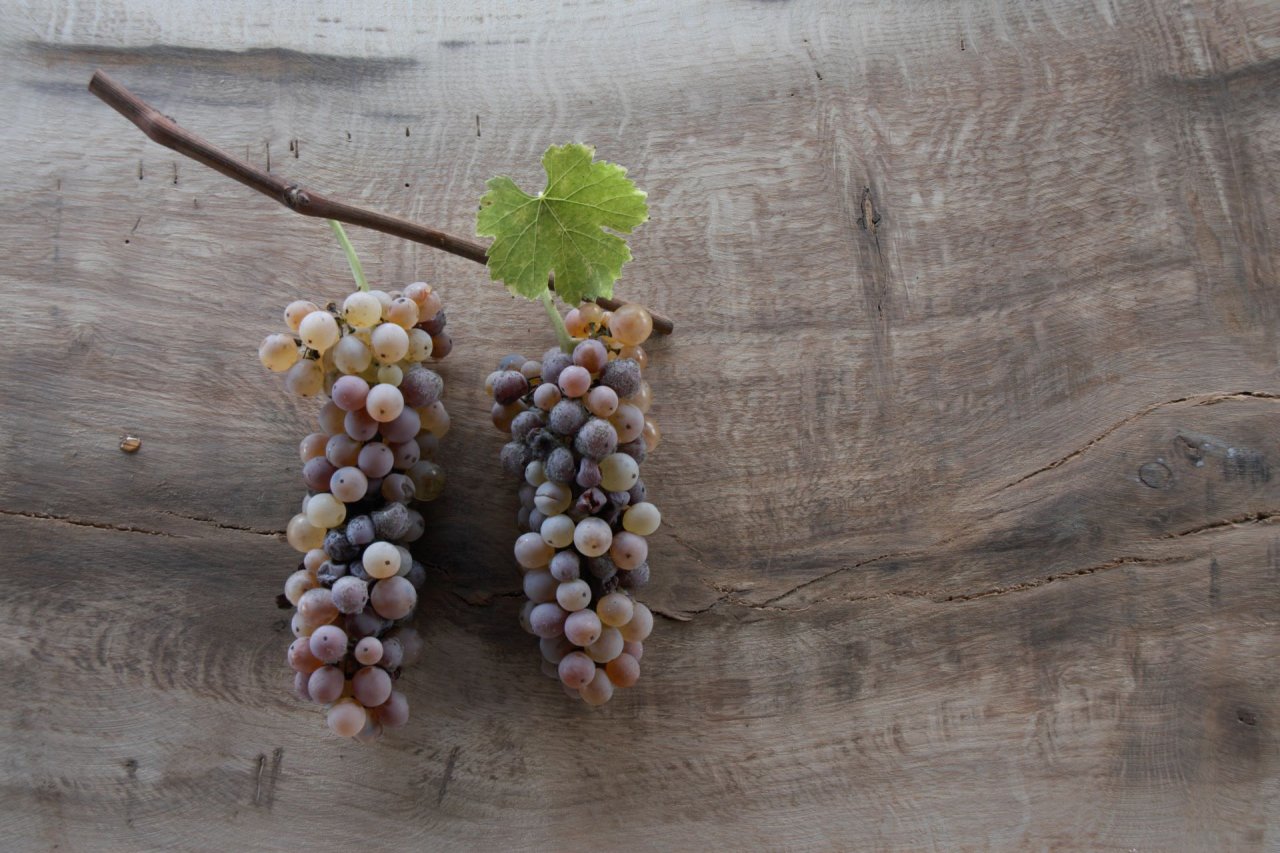 Two bunches of grapes touched by noble rot, with a vine leaf, on a wooden table at Palazzone