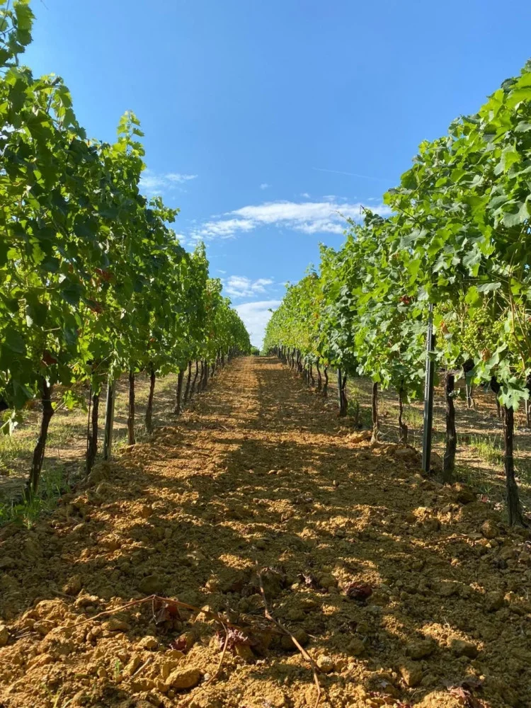 Sparkling Masterclass: Discover the Art of Metodo Classico at La Scolca at La Scolca