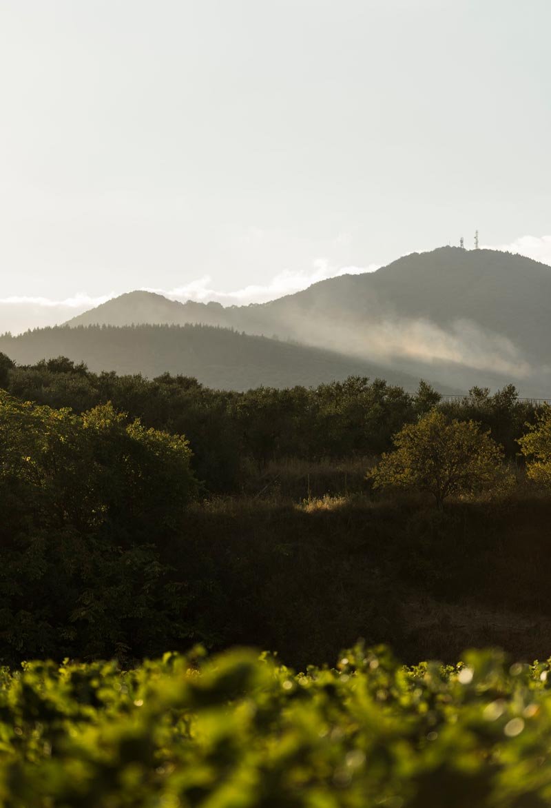 Azienda Vinicola Paternoster winery image 3