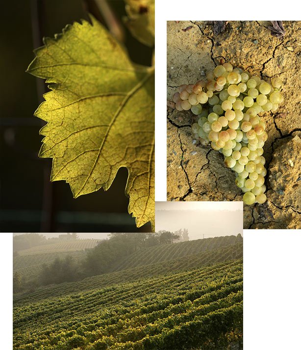 La Scolca winery image 1