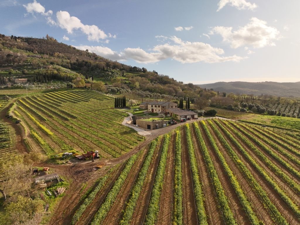 Vineyard rows on the slope below the Le Chiuse farmhouse at Montalcino, seen from above