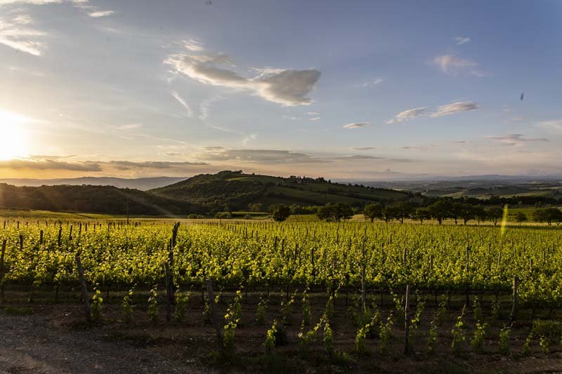 Sunset over a Le Chiuse vineyard at Montalcino