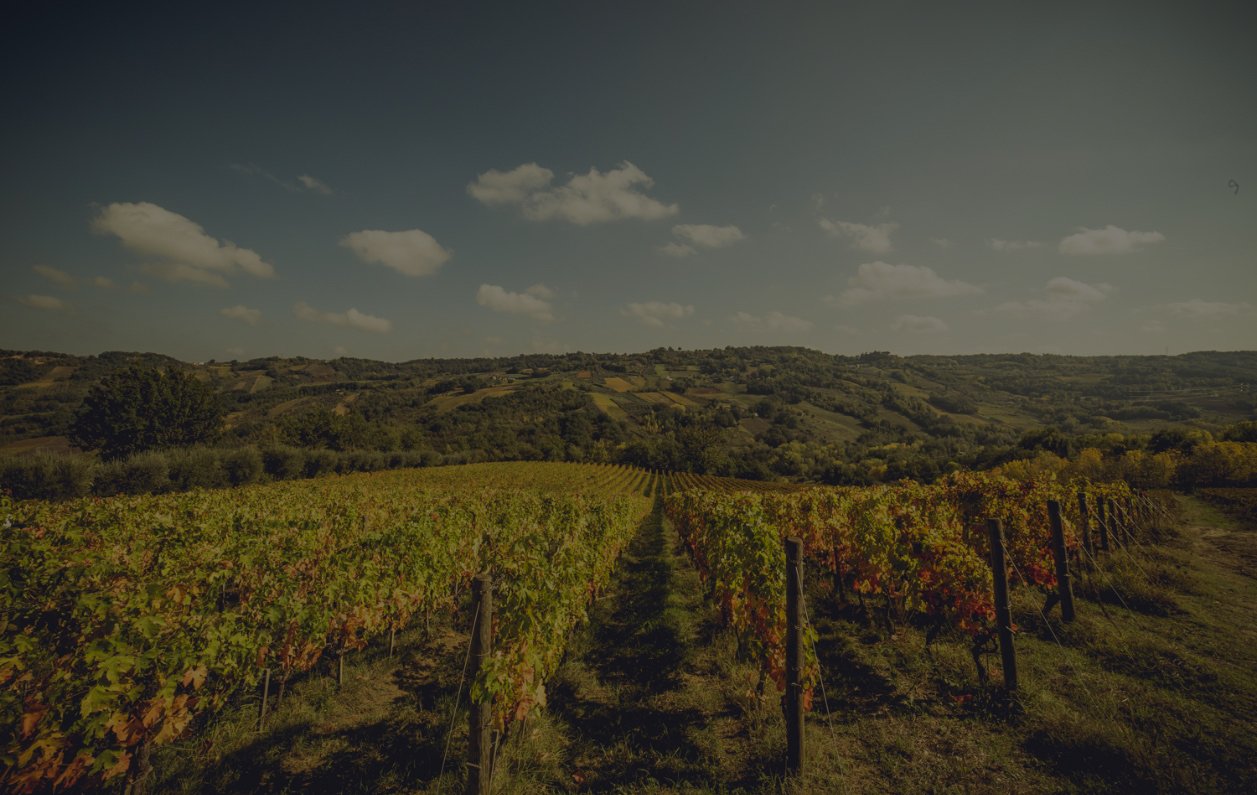 Azienda Agricola Masciarelli winery image 3