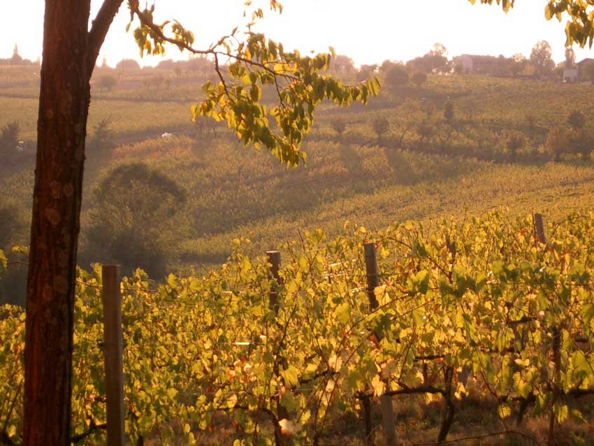 Drei Don&agrave; &ndash; Tenuta La Palazza winery image 3