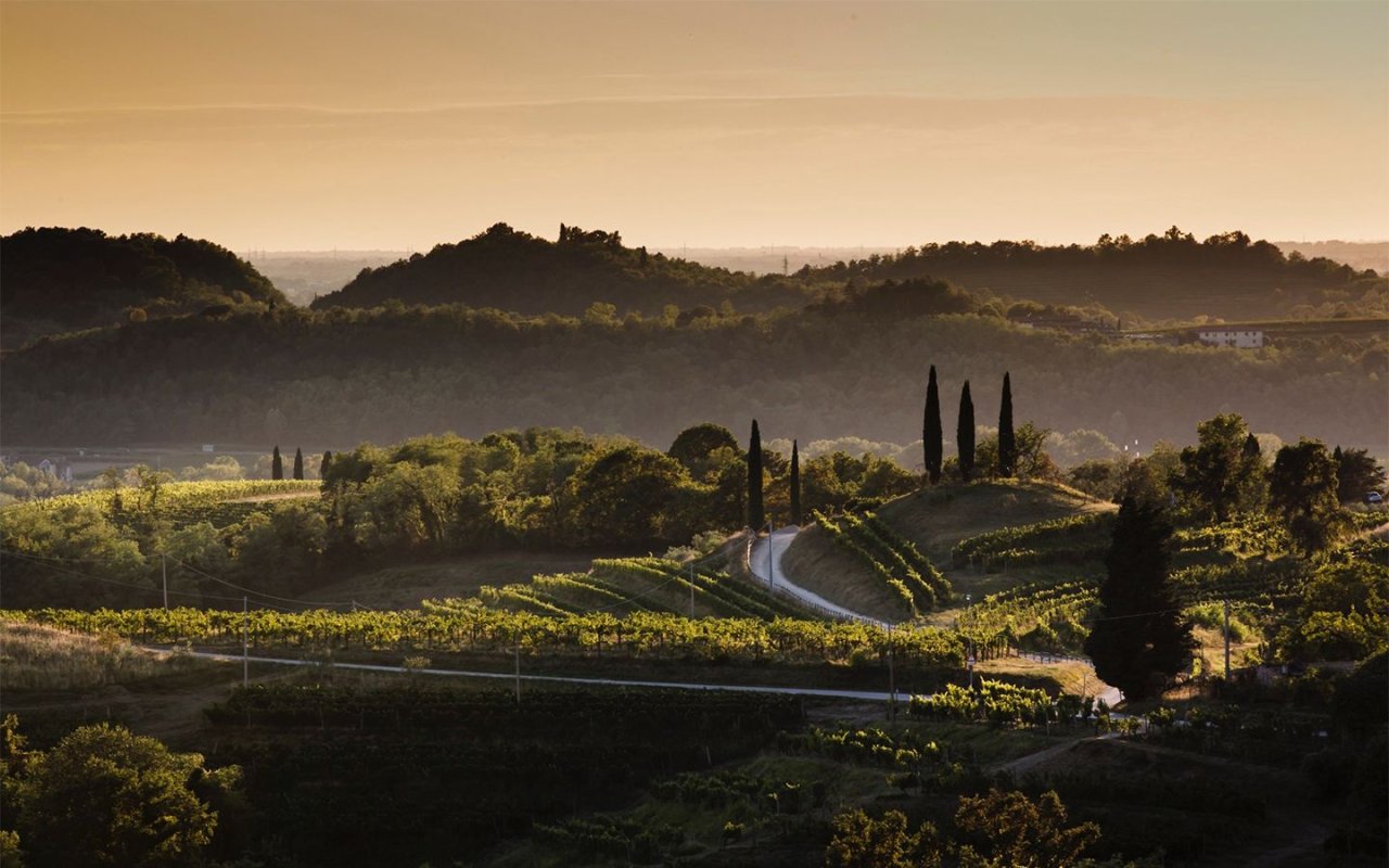Livio Felluga winery image 5