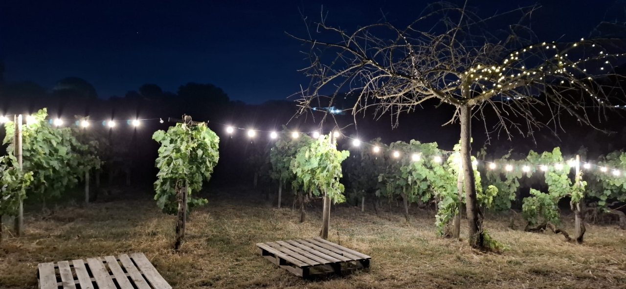 Casale Mattia vines at night under strings of festoon lights, with wooden pallet seats on the grass