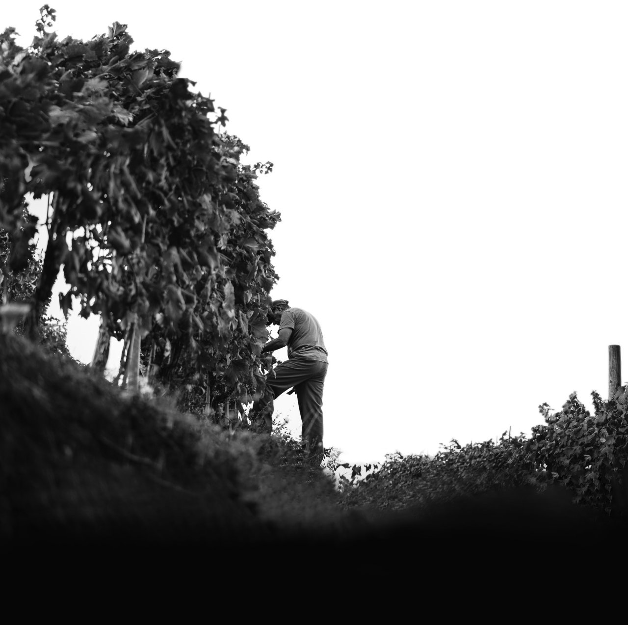 Lunae winery image 4
