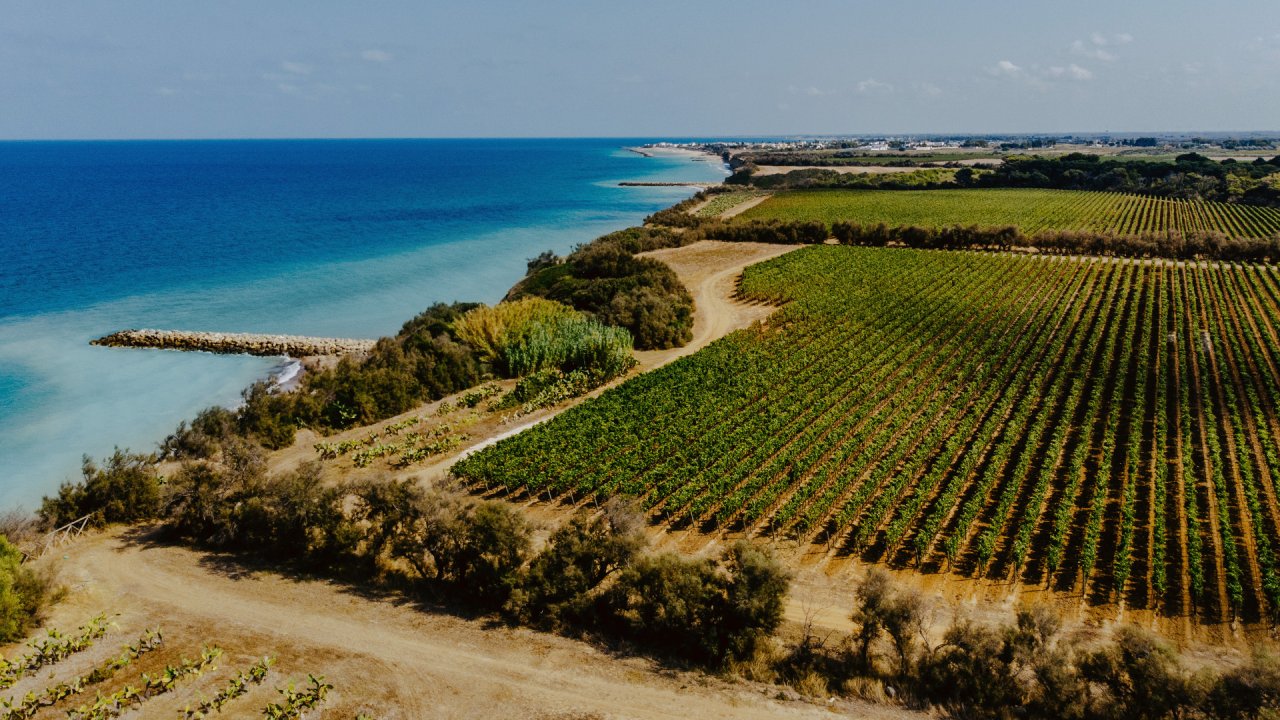 Tormaresca winery image 1