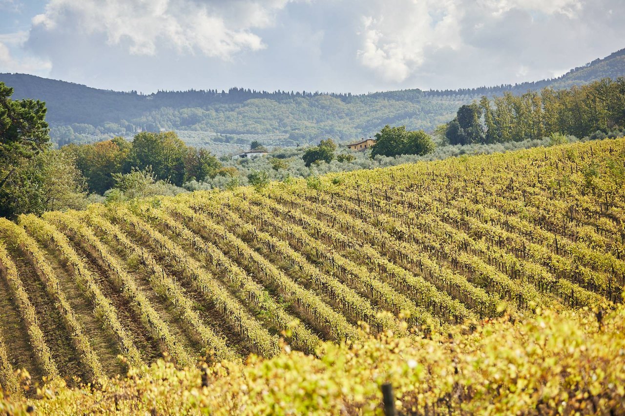 Malenchini Wine Estate winery image 3
