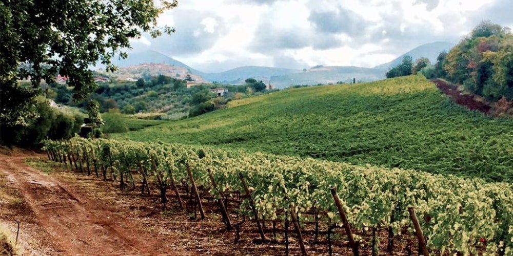 Azienda Agricola Carpineti Marco winery image 1
