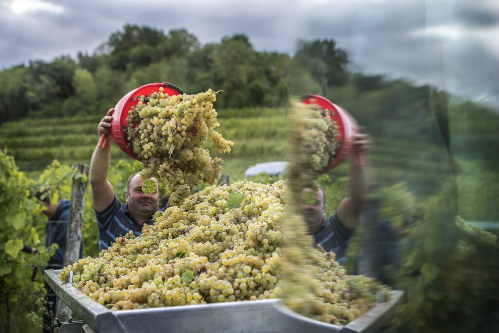 Azienda Agricola Russiz Superiore winery image 3