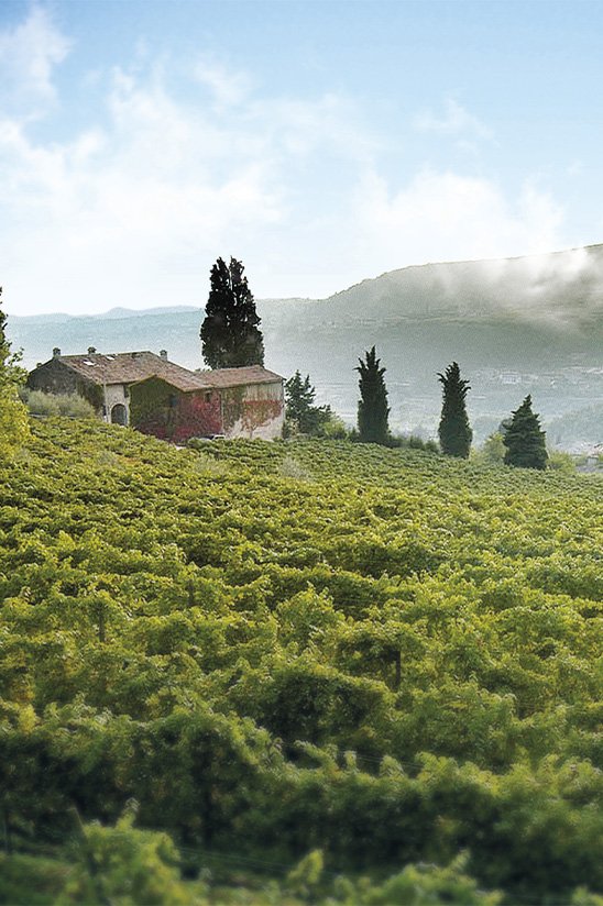 Azienda Agricola Masi winery image 2