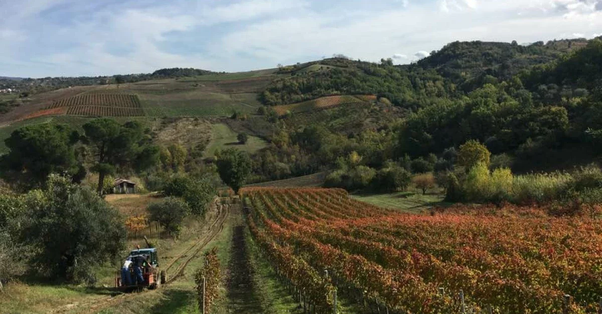 Casa Vinicola Mastroberardino winery image 1