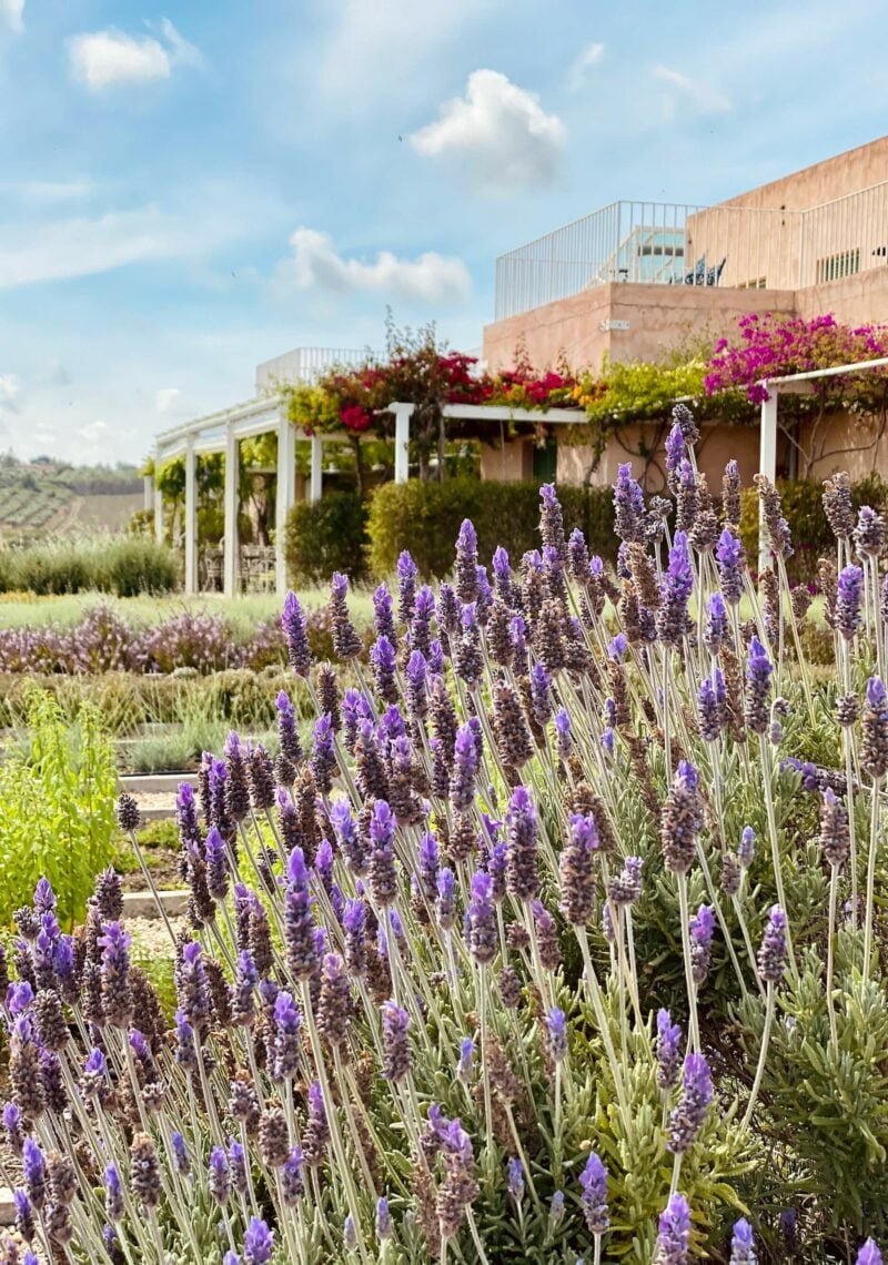 Planeta winery image 4