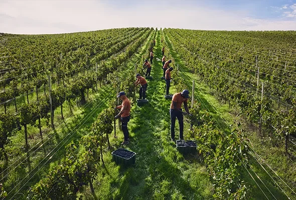 Azienda Agricola Marramiero winery image 2