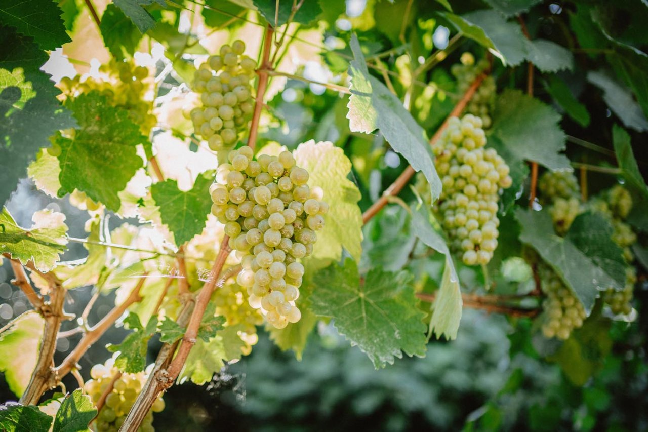 Terresacre winery image 2