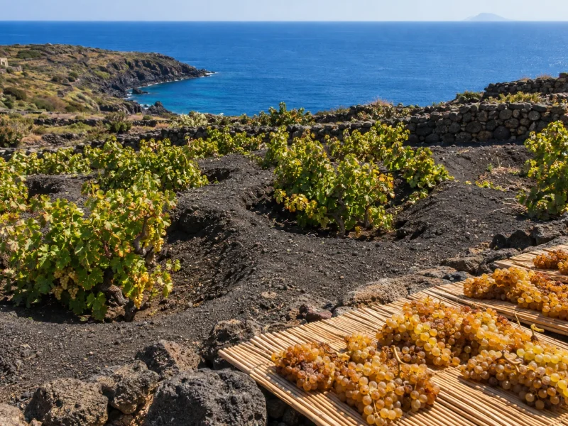 Zibibbo vines grown low in hollows on Pantelleria, with bunches drying in the sun and the sea behind