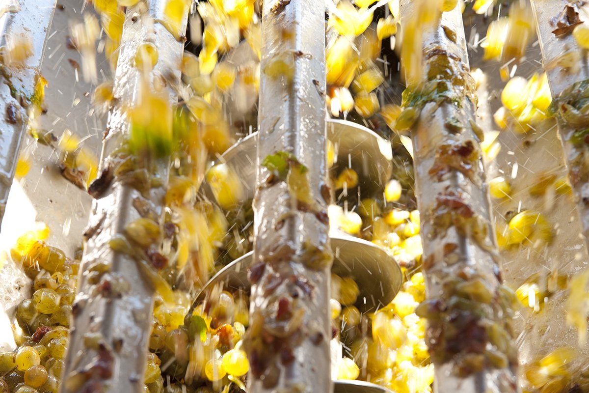 Tenuta Ribusieri winery image 4