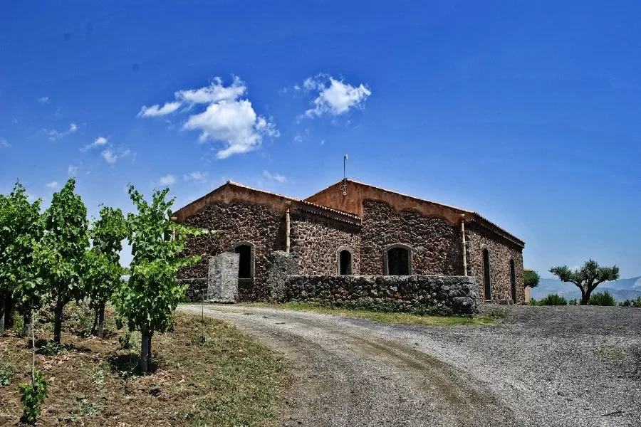 Vineyard and palmento visit with four-wine tasting at Torre Mora