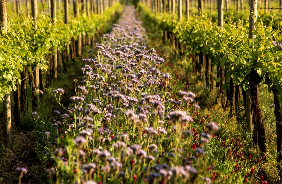 Taste & Go (3 Glasses) at Azienda Agricola Il Mosnel