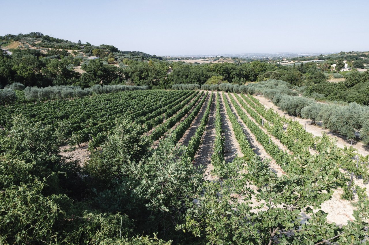 Contrada Wines tour at Azienda Agricola Arianna Occhipinti