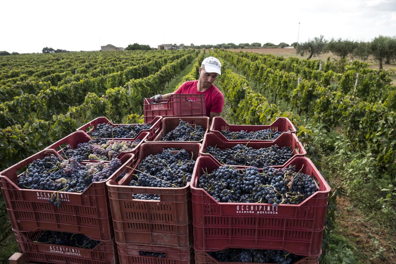 A picker beside red Occhipinti crates full of just-picked black grapes in the vineyard at harvest