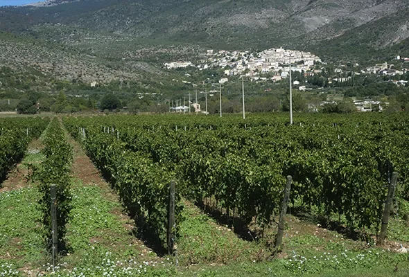 Azienda Agricola Marramiero winery image 4