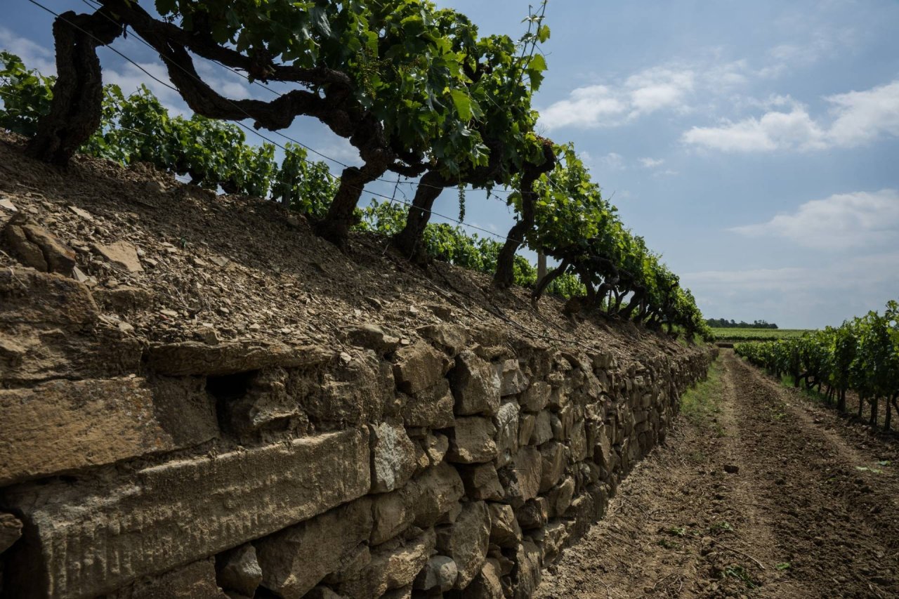 Vigna dell'Impero 1935 at Tenuta Sette Ponti