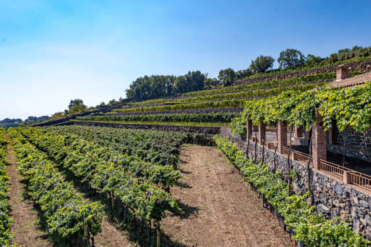 Orestiadi Vini winery image 1