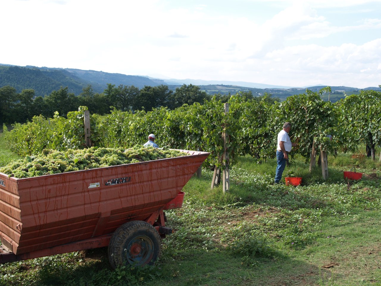 Harvest at La Carraia: a trailer full of white grapes beside the vines, with pickers at work