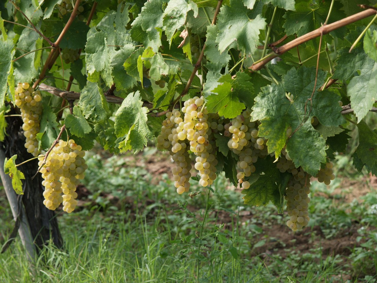 Bunches of ripe white grapes hanging under the leaves in a La Carraia vineyard