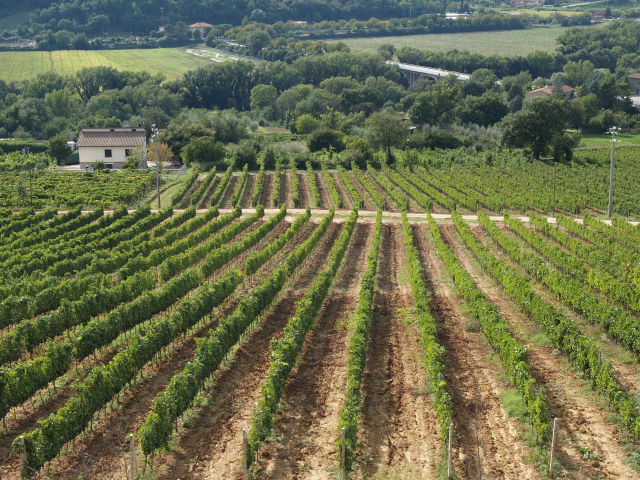 Rows of vines at La Carraia running downhill towards houses, woods and a road bridge in the valley