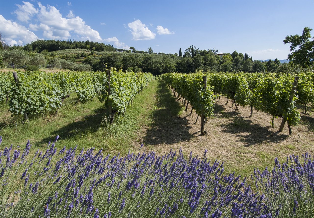 Rows of vines at Villa La Ripa with flowering lavender in the foreground and wooded hills behind