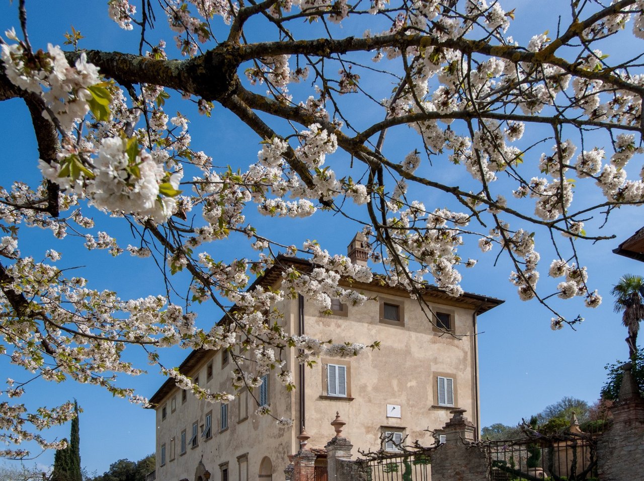 The cream facade of the Renaissance villa at Villa La Ripa framed by white cherry blossom under a blue sky