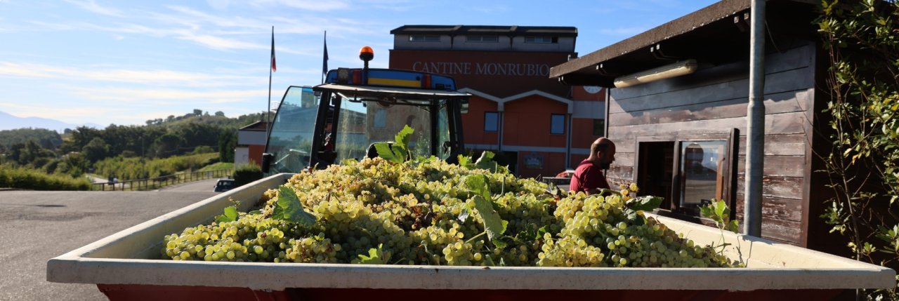 A trailer of white grapes outside the Cantine Monrubio cellar building